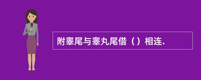 附睾尾与睾丸尾借（）相连.