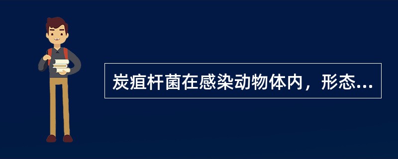 炭疽杆菌在感染动物体内，形态上通常（）.