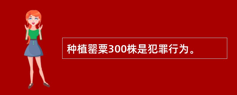 种植罂粟300株是犯罪行为。