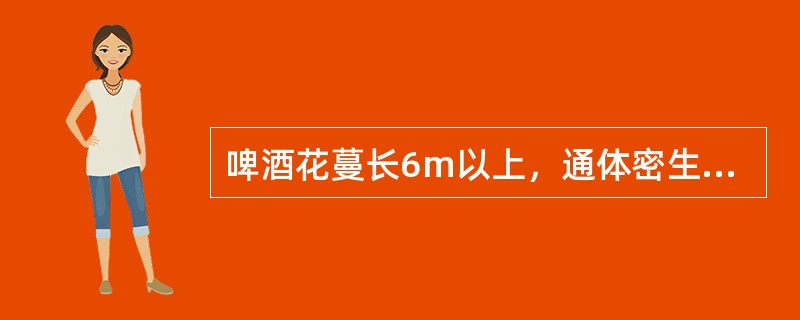 啤酒花蔓长6m以上，通体密生（），并有倒刺。