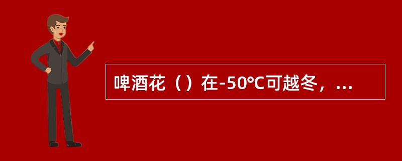 啤酒花（）在-50℃可越冬，气温>3℃，根芽开始活动。