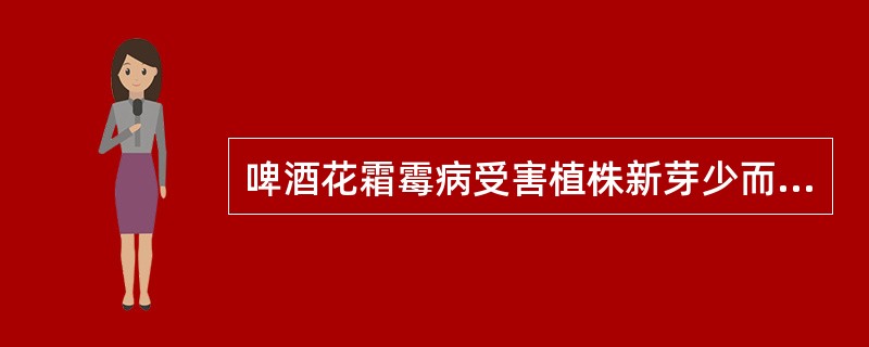 啤酒花霜霉病受害植株新芽少而（），产量低，质量差。