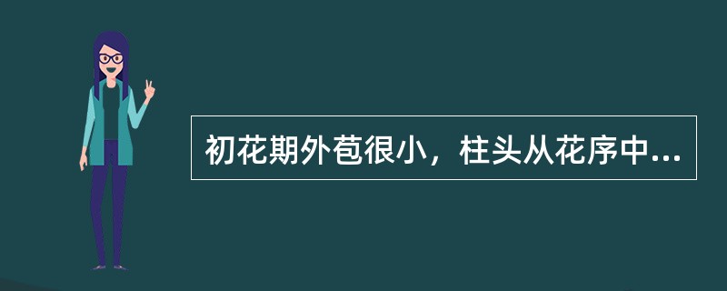 初花期外苞很小，柱头从花序中突出，类似毛刷状，故生产中称为成熟期，约7天时柱头变