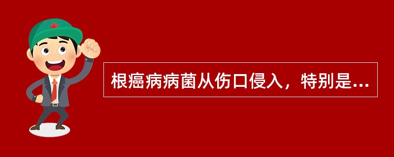 根癌病病菌从伤口侵入，特别是割芽造成的伤口是侵入主要途径。侵入后（）一般为9～1