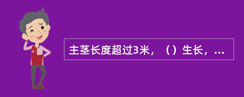 主茎长度超过3米，（）生长，植株进入旺长，这时啤酒花主茎日生长达到20~50厘米