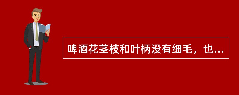啤酒花茎枝和叶柄没有细毛，也没有倒刺。