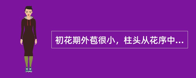 初花期外苞很小，柱头从花序中突出，类似毛刷状，故生产中称为（），约7天时柱头变红
