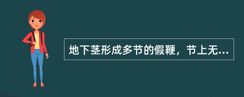 地下茎形成多节的假鞭，节上无芽无根，由顶芽出土成秆，竹秆在地面呈密集丛状的是（）