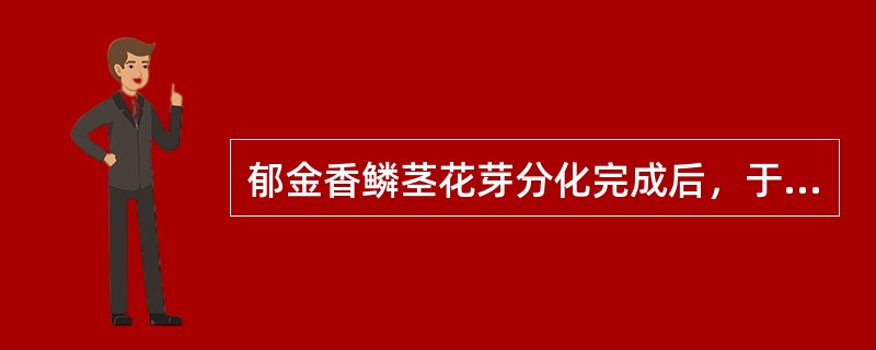 郁金香鳞茎花芽分化完成后，于8月上旬置于13～15℃条件下预处理2～3周，再在（