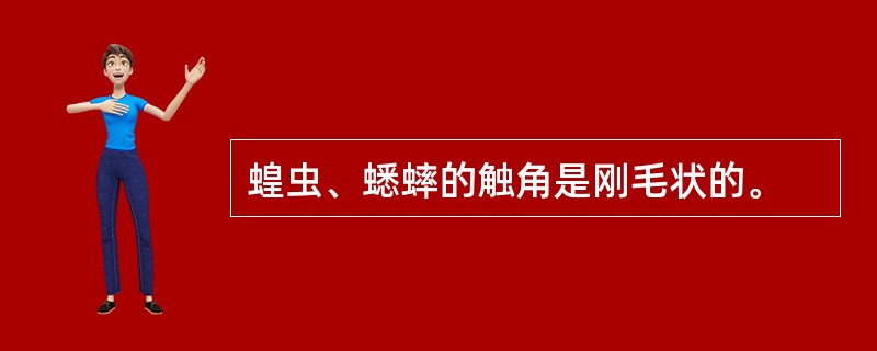 蝗虫、蟋蟀的触角是刚毛状的。