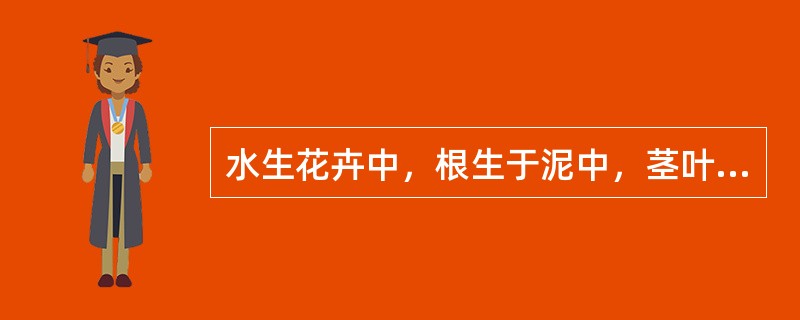 水生花卉中，根生于泥中，茎叶挺出水面的是（）。