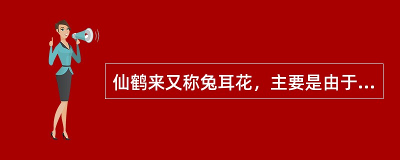 仙鹤来又称兔耳花，主要是由于它的花冠裂片向上翻卷而扭曲，形似兔耳。