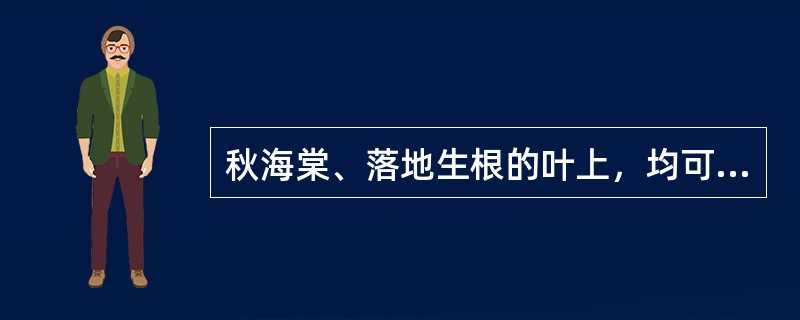 秋海棠、落地生根的叶上，均可生出（）。