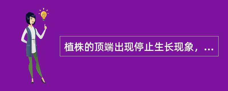 植株的顶端出现停止生长现象，幼叶畸形、皱缩，花和果实小、畸形，这是缺（）的症状。