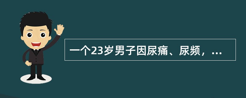 一个23岁男子因尿痛、尿频，尿道有黄绿色脓性排出物或分泌物而入院。脓性分泌物涂片