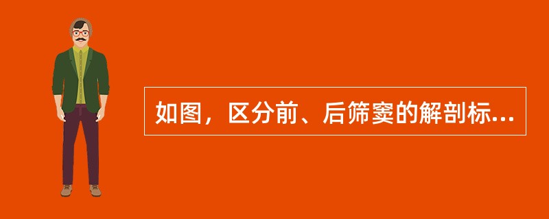 如图，区分前、后筛窦的解剖标志是()