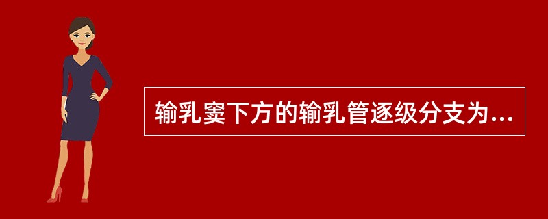 输乳窦下方的输乳管逐级分支为_______、_______、_______和__