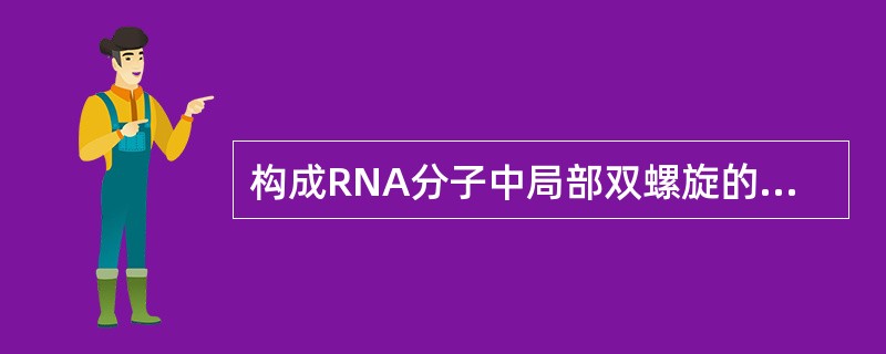 构成RNA分子中局部双螺旋的两个片段也是反向平行的。