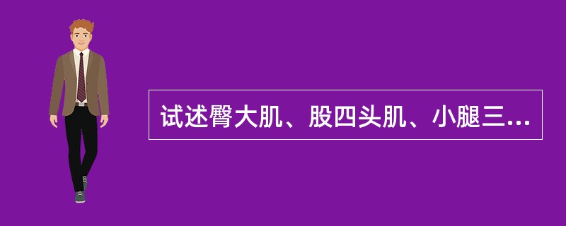 试述臀大肌、股四头肌、小腿三头肌的位置和作用。