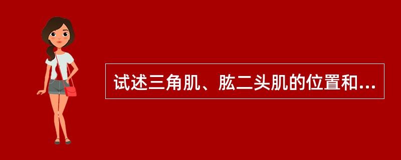 试述三角肌、肱二头肌的位置和作用。