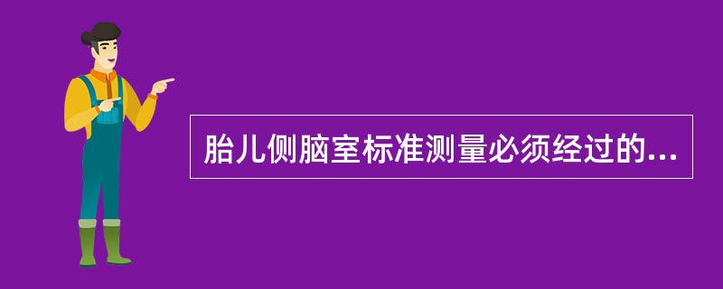 胎儿侧脑室标准测量必须经过的结构是（）。