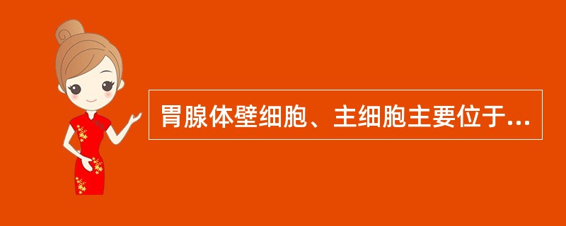 胃腺体壁细胞、主细胞主要位于（）