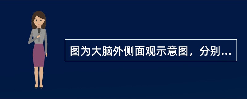 图为大脑外侧面观示意图，分别标出如图所示1_______________2___