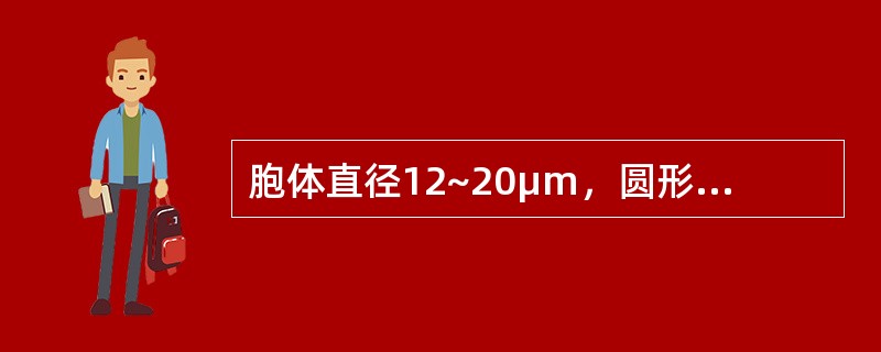 胞体直径12~20μm，圆形或椭圆形，胞核大，位于中央或偏位，核染色质开始聚集，