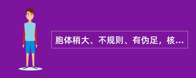 胞体稍大、不规则、有伪足，核椭圆形、染色质粗糙致密，胞浆丰富、染灰蓝色、有透明感