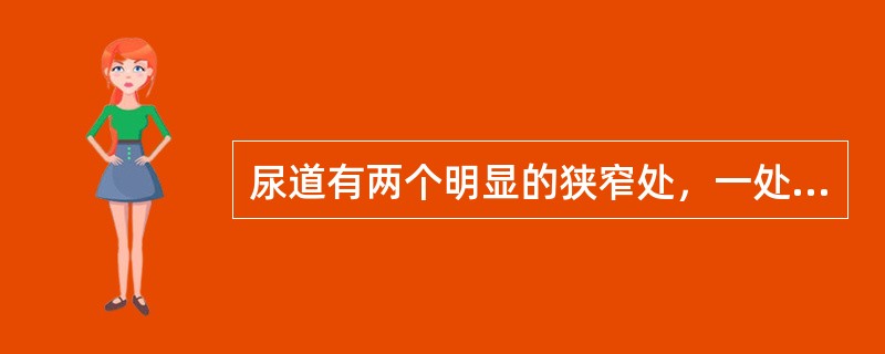 尿道有两个明显的狭窄处，一处是（）部，另一处是（）部。