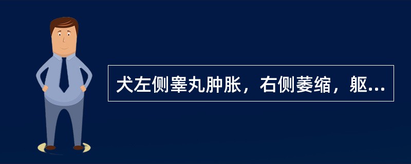 犬左侧睾丸肿胀，右侧萎缩，躯体两侧对称性脱毛，乳头膨大，患犬愿意接触其他公犬，表