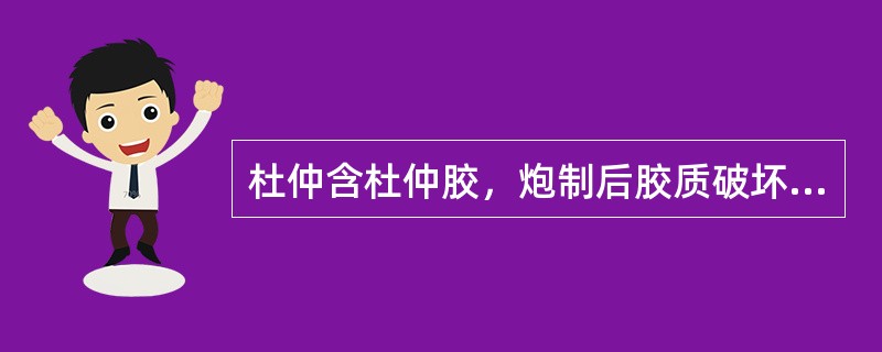 杜仲含杜仲胶，炮制后胶质破坏，故炒杜仲的降压效果优于生杜仲。（）