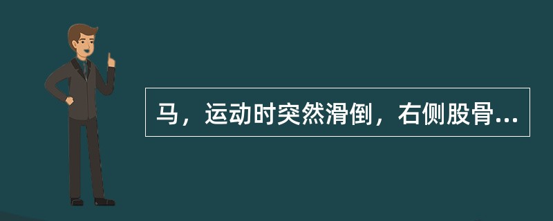 马，运动时突然滑倒，右侧股骨大转子明显突出，站立时患肢缩短，外展，蹄尖向外，飞端