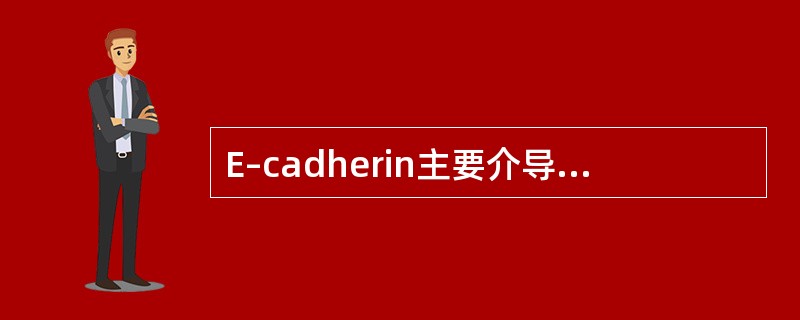 E–cadherin主要介导癌细胞与（）黏附。