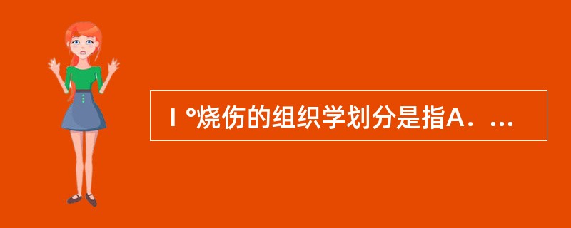 Ⅰ°烧伤的组织学划分是指A．表皮角质层()