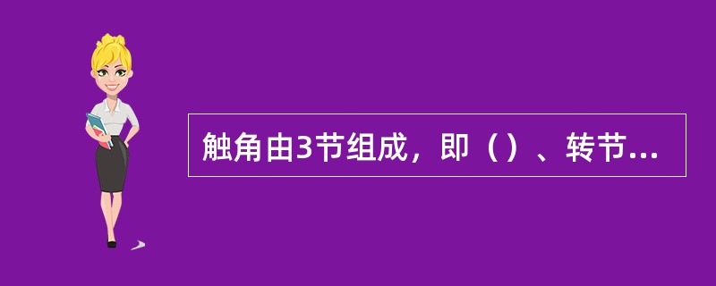触角由3节组成，即（）、转节鞭节。