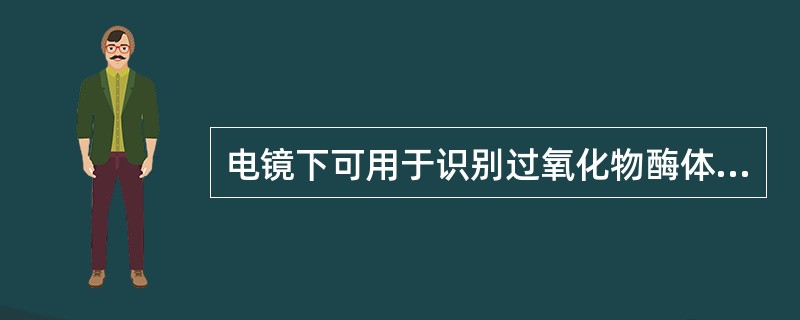 电镜下可用于识别过氧化物酶体的主要特征是（）。