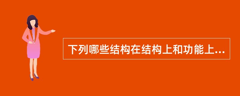 下列哪些结构在结构上和功能上有密切关系（）