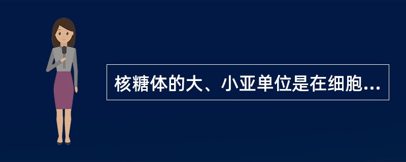 核糖体的大、小亚单位是在细胞中的（）部位合成的。