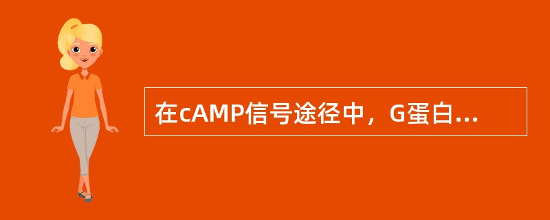 在cAMP信号途径中，G蛋白的直接效应酶是（）