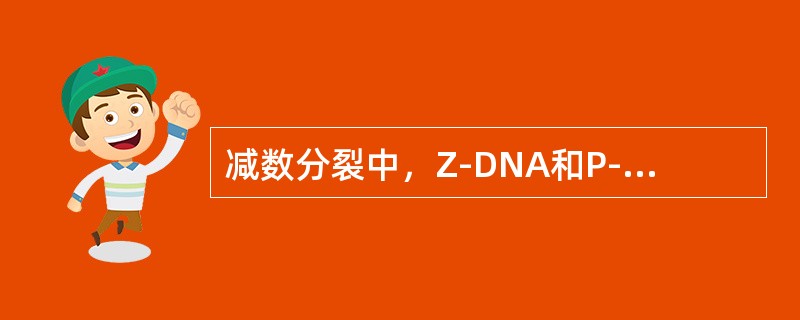 减数分裂中，Z-DNA和P-DNA是在（）