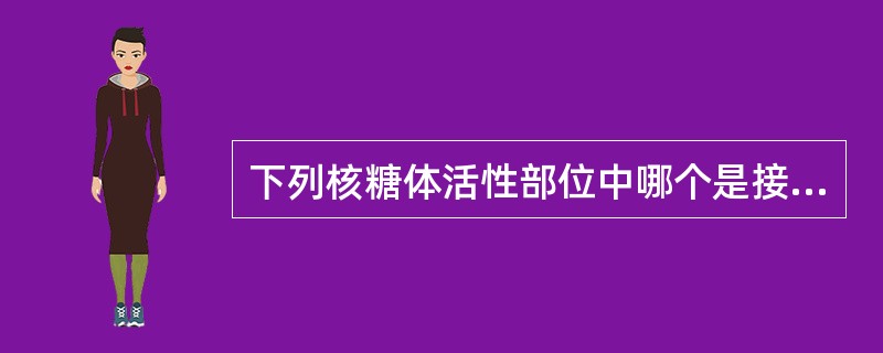 下列核糖体活性部位中哪个是接受氨酰基tRNA的部位（）