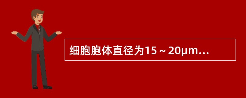 细胞胞体直径为15～20μm、圆形，边缘有瘤状突起，胞核圆形，核染色质呈颗粒状，