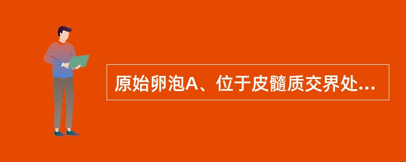 原始卵泡A、位于皮髓质交界处B、由一个初级卵母细胞和一层扁平的卵泡细胞组成C、由