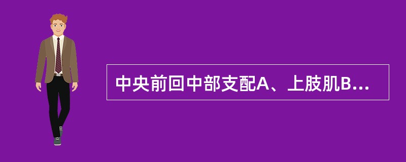 中央前回中部支配A、上肢肌B、下肢肌C、躯干肌D、面肌E、足部肌肉