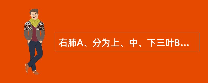 右肺A、分为上、中、下三叶B、只有水平裂C、可分为8个支气管肺段D、居右侧胸膜腔