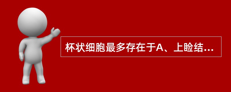 杯状细胞最多存在于A、上睑结膜B、下睑结膜C、球结膜D、上穹隆结膜E、下穹隆结膜