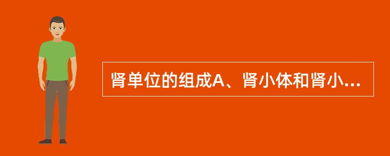 肾单位的组成A、肾小体和肾小管B、肾小球和肾小囊C、肾小球和肾小管D、肾小囊和肾