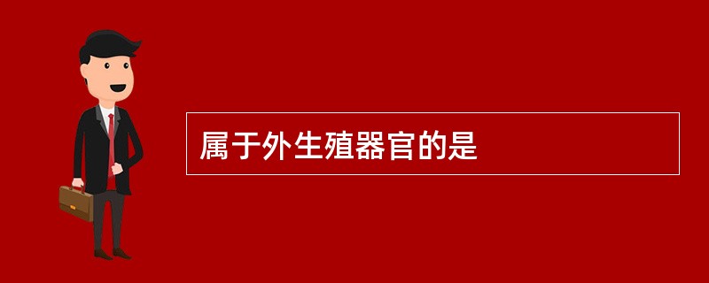 属于外生殖器官的是