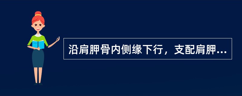 沿肩胛骨内侧缘下行，支配肩胛提肌和菱形肌的神经是